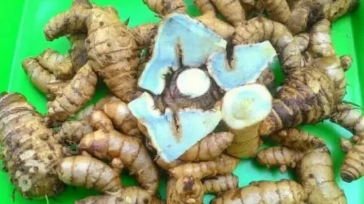 C. Aeruginosa: Black Turmeric Rhizome and Benefits