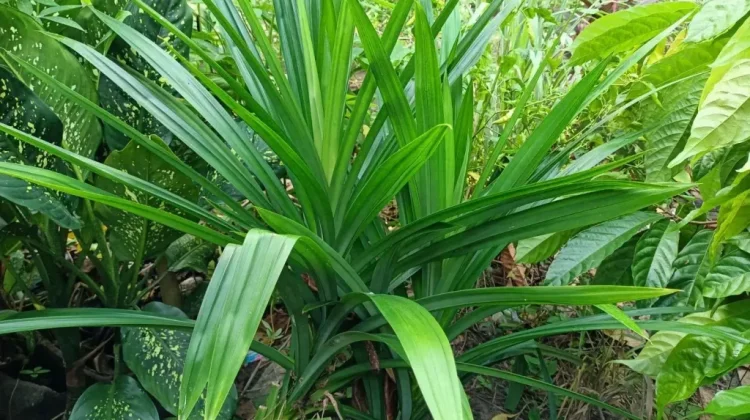 Pandan: Indonesian Fragrant Plant with Antioxidant and Functional Food Potential