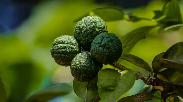 Citrus Hystrix: Kaffir Lime for Skin Care Application