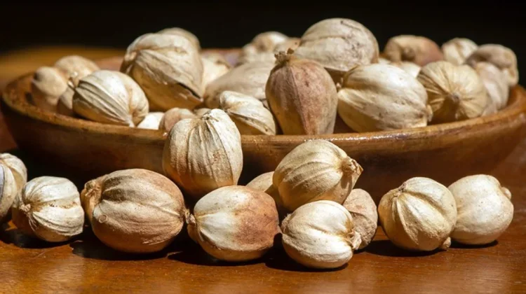 Amomum Compactum: Cardamom with Essential Oils for Digestion