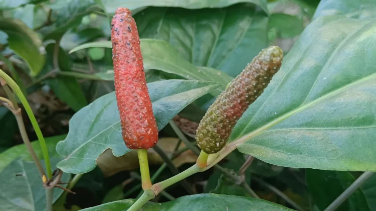 Piper Retrofractum: Javanese Long Pepper for Antioxidant, Metabolism