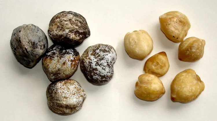 Aleurites Moluccanus: Candlenut Oil for Hair and Skin Care