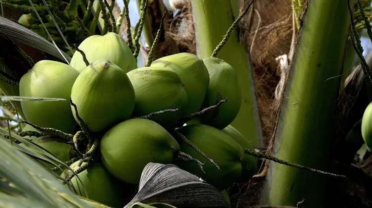 Cocos Nucifera: Coconut Oil for Skin and Hair Care