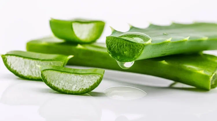 Aloe Vera: Indonesian Herbal Plant with Scientific Support for Skin Healing