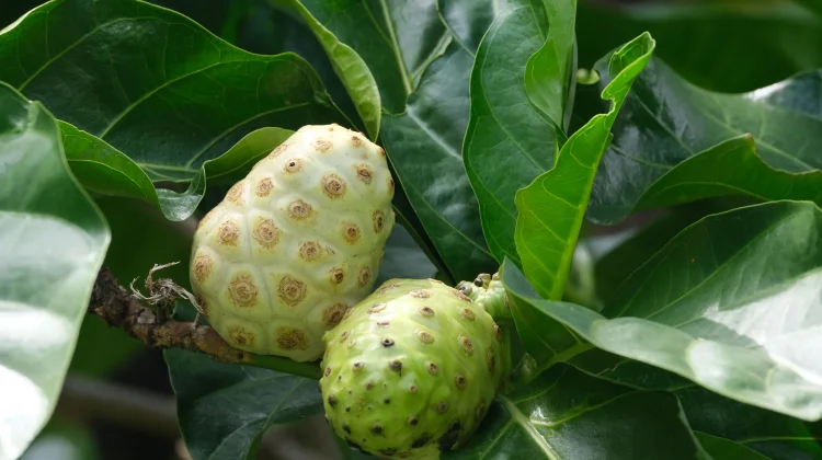 Morinda Citrifolia: Noni Fruit for Antioxidant and Immunity