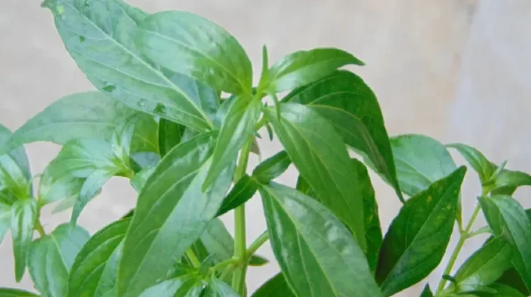 Andrographis Paniculata: Indonesian Bitter Herb for Respiratory Health