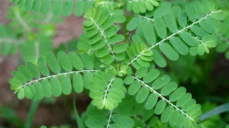 Phyllanthus Niruri: Indonesian Meniran Plant with Potential for Liver Protection