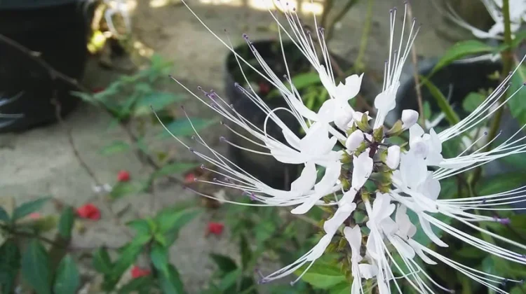 Orthosiphon Aristatus: Cat’s Whiskers Plant for Kidney Health