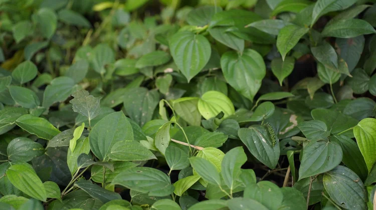 Piper Betle: Indonesian Betel Leaf with Antimicrobial Compounds for Oral Care