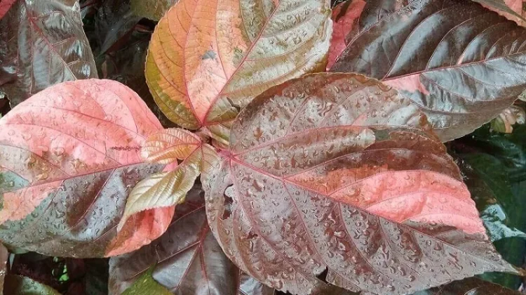 Piper Crocatum: Red Betel Leaf for Antioxidant, Antimicrobial