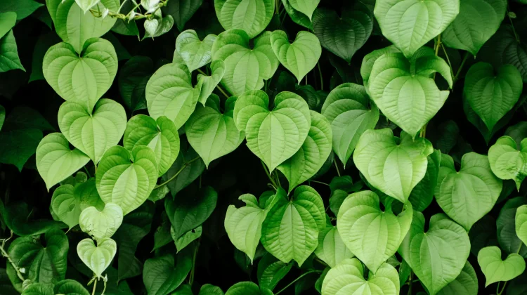 Anredera Cordifolia: Binahong Leaf for Wound Healing