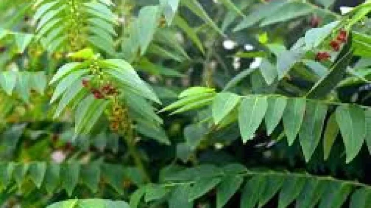 Sauropus Androgynus: Indonesian Katuk Leaf Known for Nutrition & Lactation Support