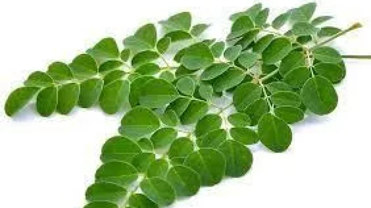Moringa Oleifera: Moringa Tree for Skin and Nutrition
