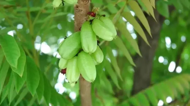 Averrhoa Bilimbi: Bilimbi Fruit for Functional Food Potential
