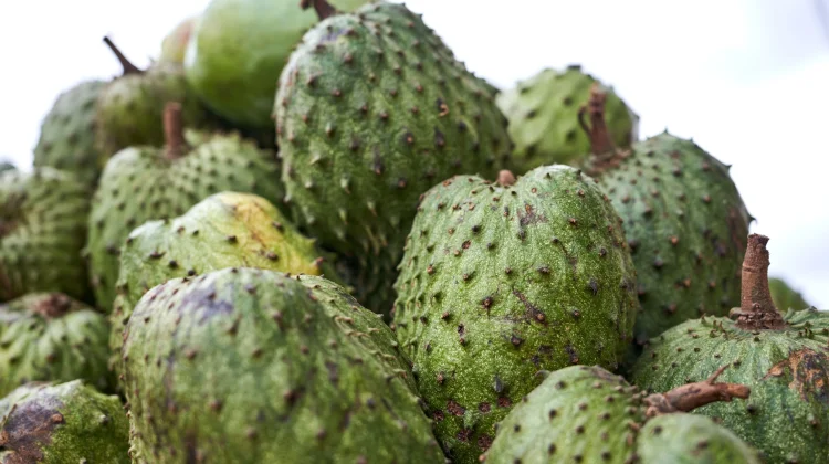 Annona Muricata: Soursop Fruit Studied for Bioactive Compounds
