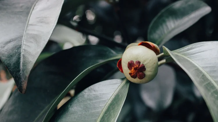 Garcinia Mangostana: Mangosteen Rich in Xanthones for Antioxidant