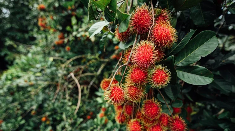 Nephelium Lappaceum: Rambutan Fruit with Functional Food Potential