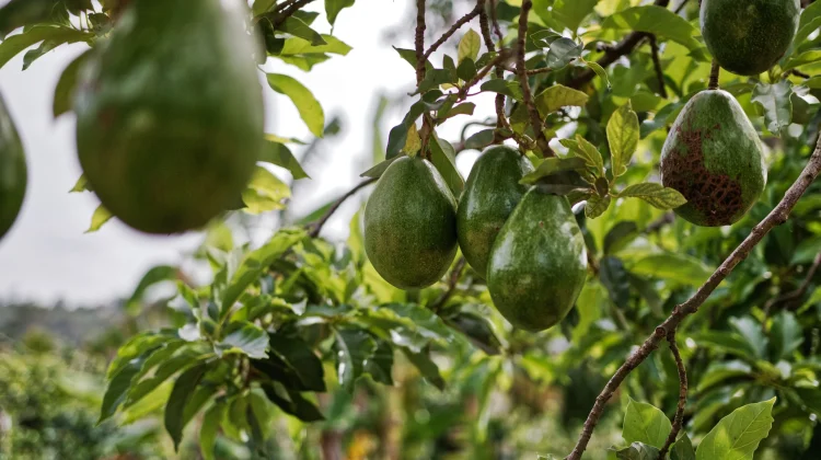 Persea Americana: Avocado Rich in Healthy Fats