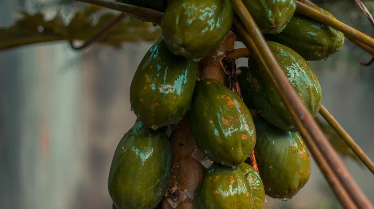 Carica Papaya: Papaya Fruit with Papain and Digestion