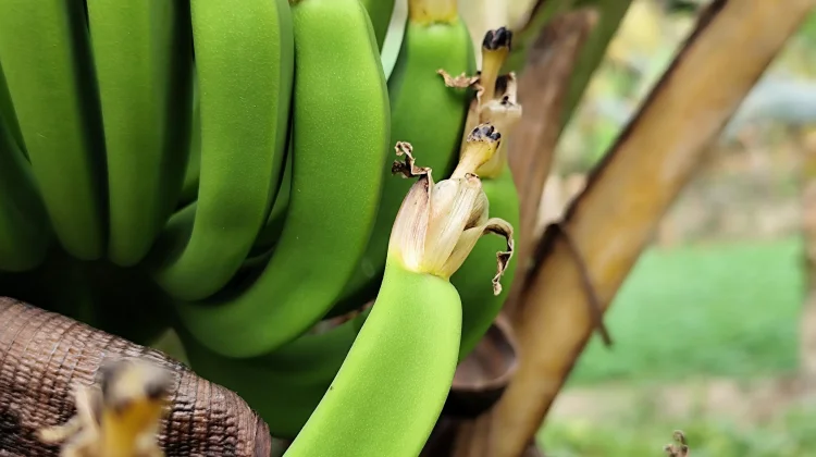Musa Paradisiaca: Indonesian Banana Rich in Potassium and Antioxidants