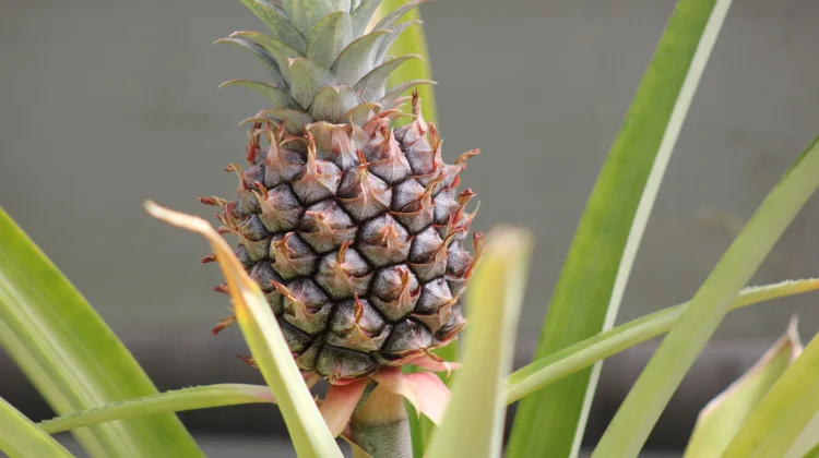 Ananas Comosus: Pineapple Fruit with Bromelain and Digestion