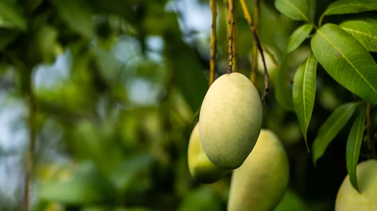 Mangifera Indica Rich in Polyphenols, Vitamins, and Antioxidants