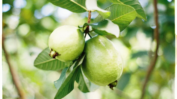 Psidium Guajava Rich in Traditional Health Benefits