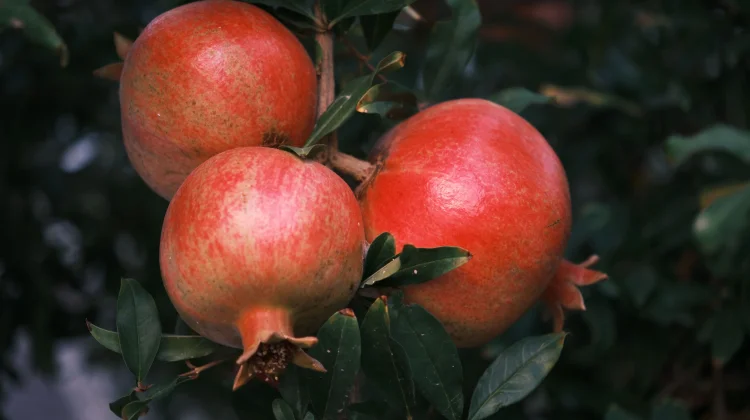 Punica Granatum: Pomegranate for Antioxidant Protection