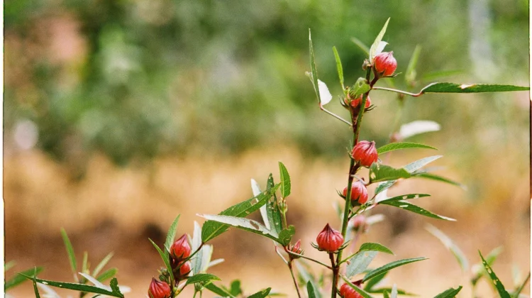 Indonesian Roselle Flower Rich in Anthocyanins for Antioxidant and Heart Health