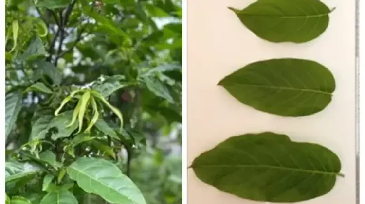 Cananga Odorata: Indonesian Ylang-Ylang Flower with Aromatherapy and Antioxidant