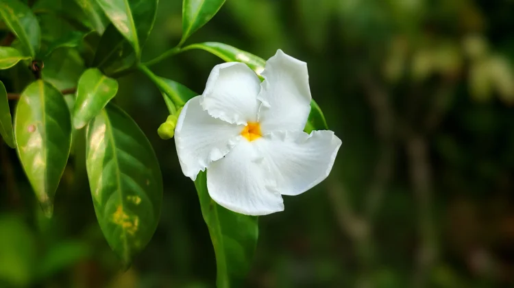 Jasmine Flower with Aromatic Compounds for Relaxation