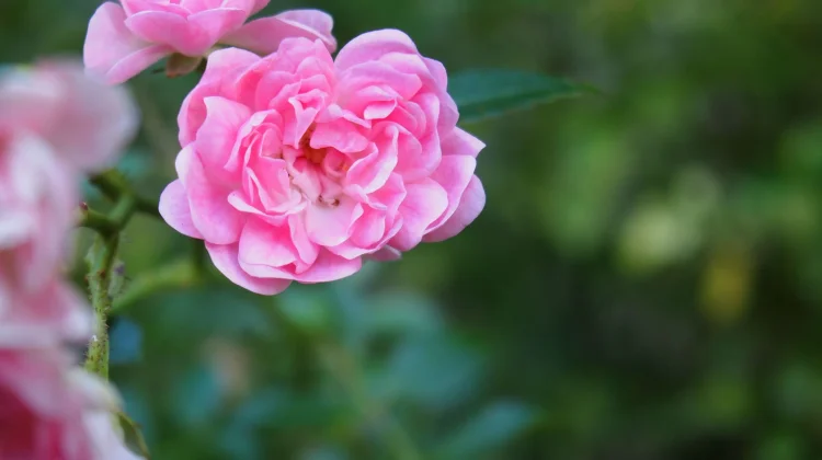 Rosa Damascena: Antioxidant, Skin Care, and Aromatherapy