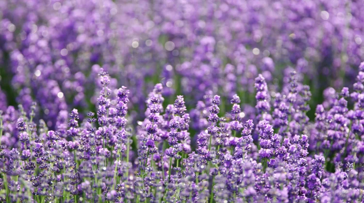 Lavender: The Purple Flower Studied for Better Sleep, Stress Relief, and Relaxation