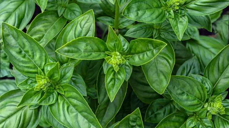 Ocimum Basilicum: Indonesian Basil Leaf Studied for Oral Care and Digestion
