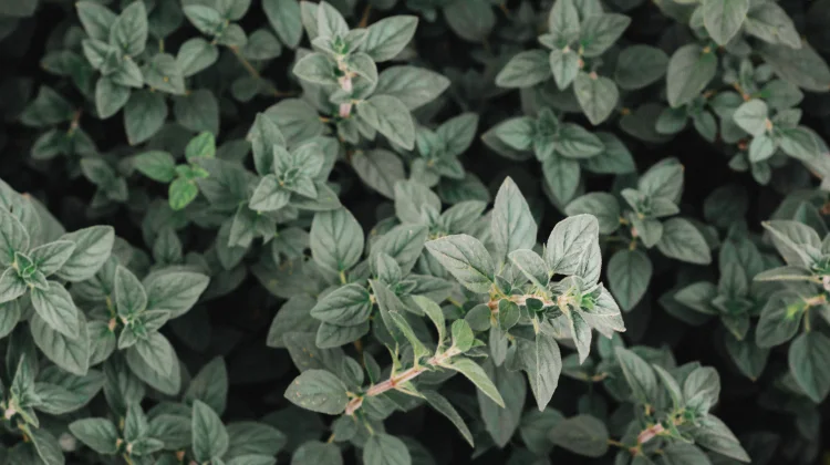 Oregano: The Mediterranean Herb That Fights Bacteria Naturally