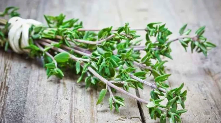 Thyme: The Ancient Remedy for Better Respiratory Health