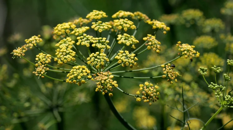 Soothe Digestion & Hormones with Fennel Seeds