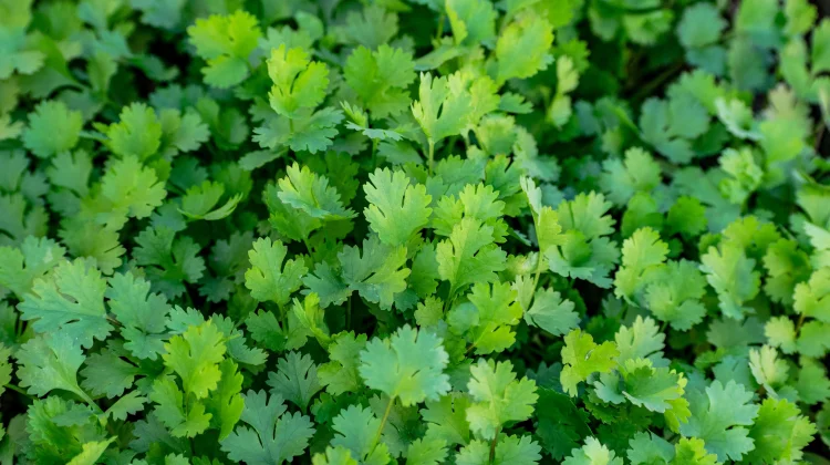 Coriander: Science-Backed Benefits for Gut Health