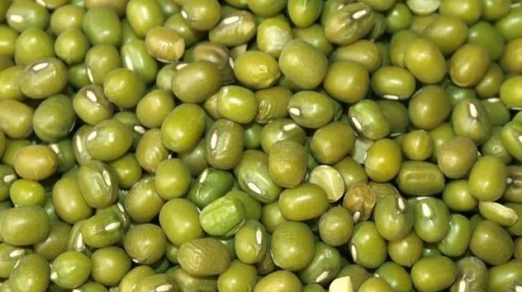Mung Bean: The Indonesian Superfood for Plant Protein & Health