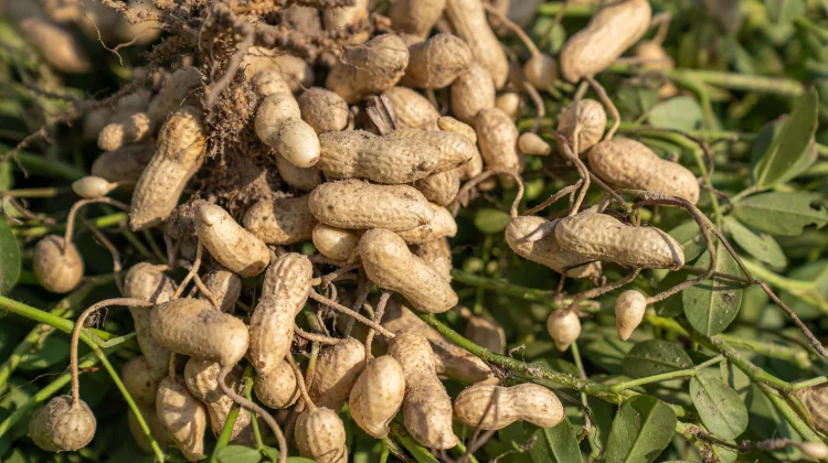 Peanuts: Indonesia's Favorite Legume for Brain Health