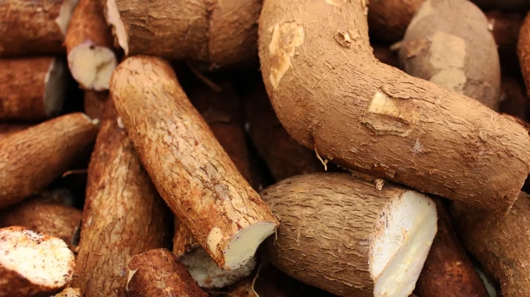 Cassava: Indonesia’s Energy Source & Resistant Starch