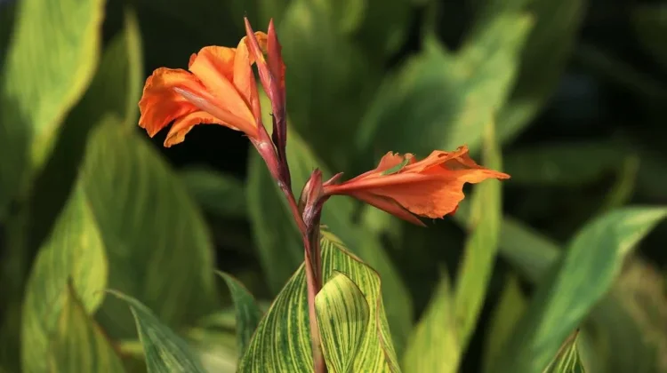 Ganyong: Forgotten Indonesian Superfood for Gut Health