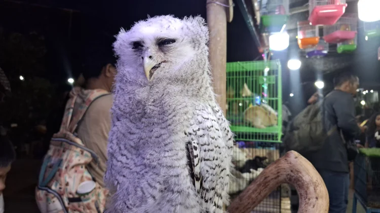 5 Fun Facts About Owls: Incredible Raptors of the Night