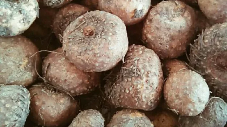 Porang: The Indonesian Super Tuber for Weight Loss