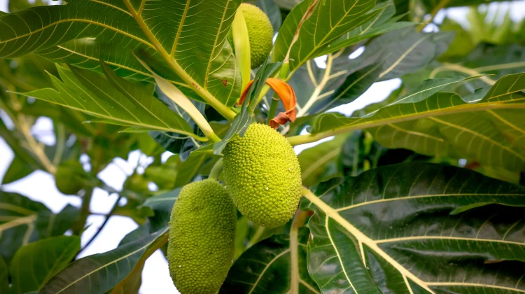 Breadfruit: The Tropical Staple Crop of the Future