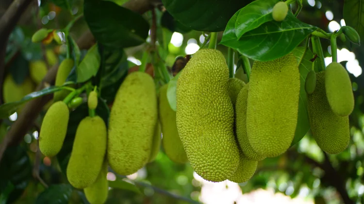 Jackfruit: Tropical Superfood for Fiber & Health