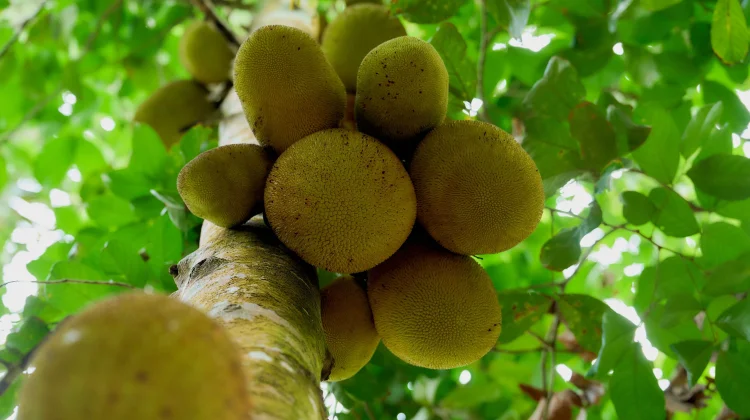 Cempedak: Tropical Fruit with Powerful Bioactive Compounds