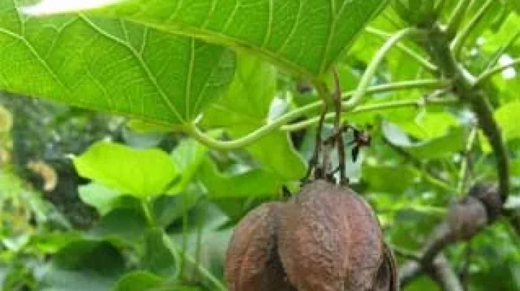 Kluwek: Indonesia’s Bioactive Fermented Spice