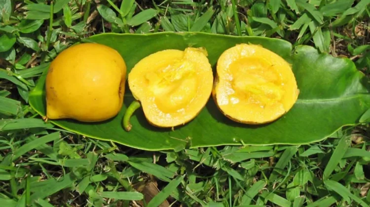 Garcinia xanthochymus: The Hidden Potential of Asam Kandis