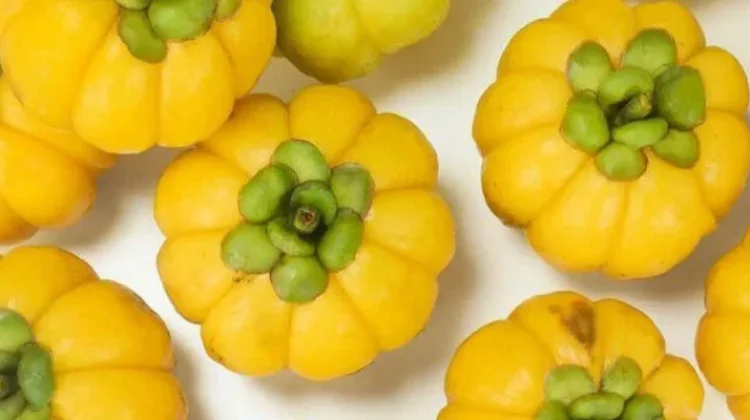 Garcinia atroviridis: Health & Metabolic Benefits of Asam Gelugur